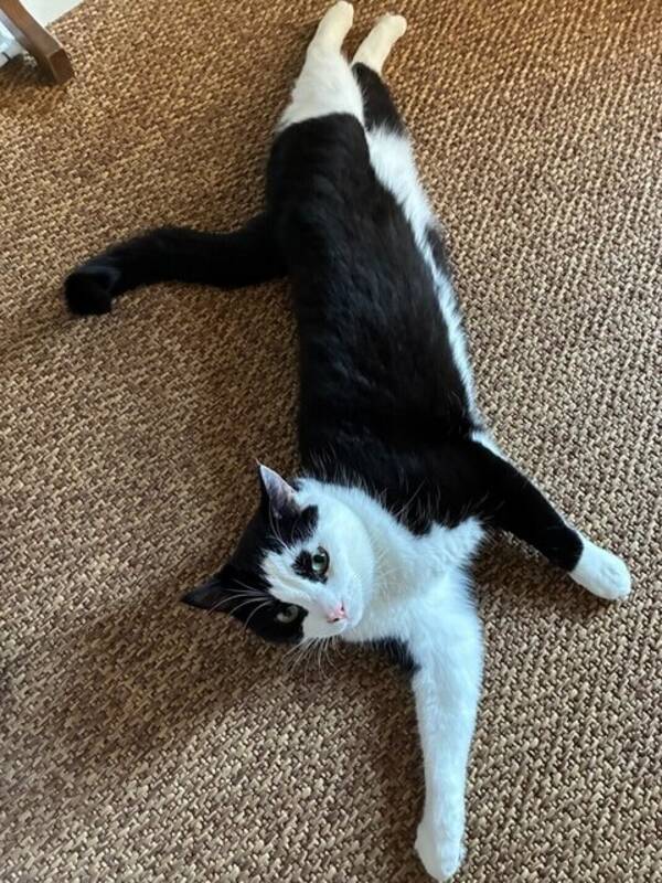 Katt - Katten Lill-t