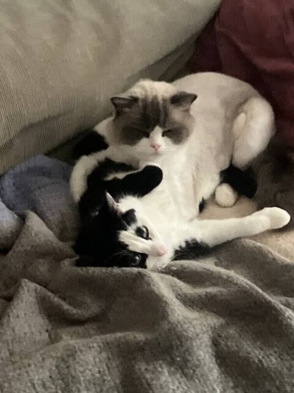 Katt - Katterna Niffler och Lill-t