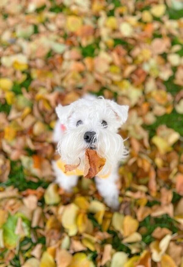 Hund - Dvergschnauzer Mille
