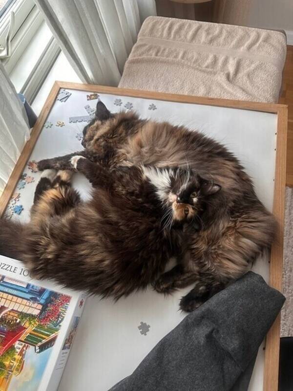 Katt - Stina och luna