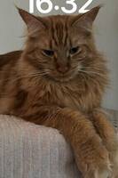 Truls