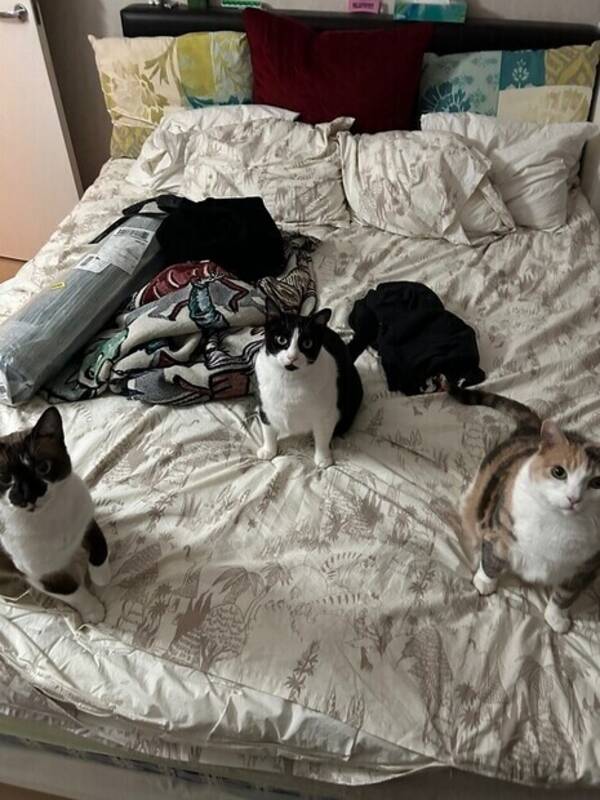 Katt - The gang