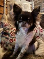 MorrisMiniDog 