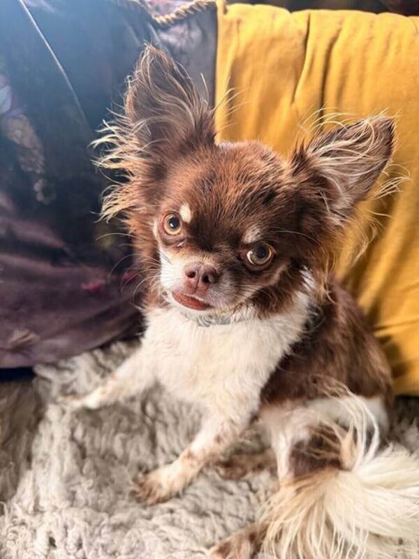 Hund - MorrisMiniDog 