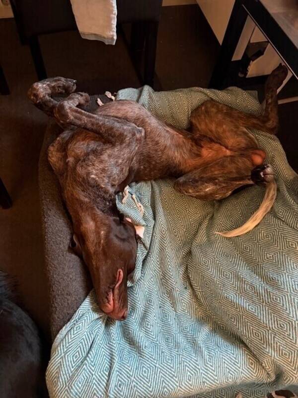 Hund - Vorsthe Fjord.