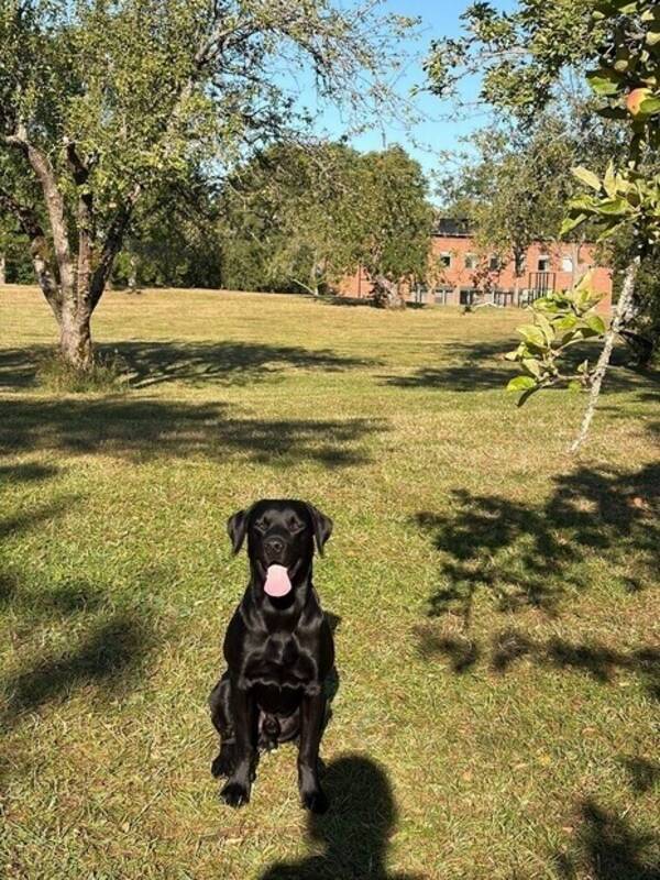 Hund - Jaggan jaktlabrador 