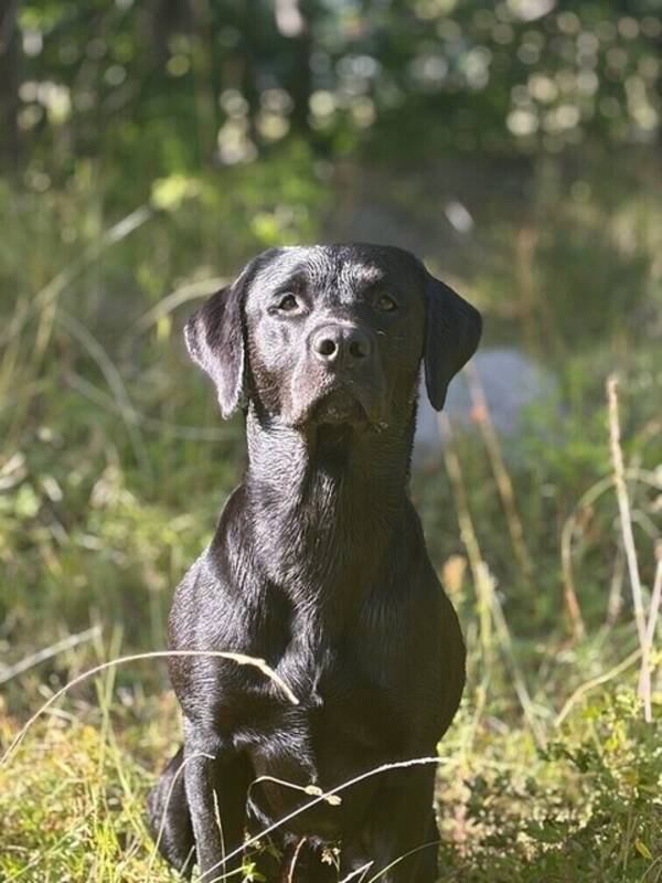 Hund - Jaggan jaktlabrador 