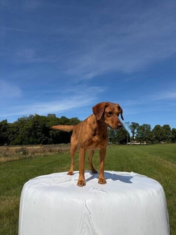 Hund - Polly jaktlabrador 