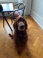 Rufus