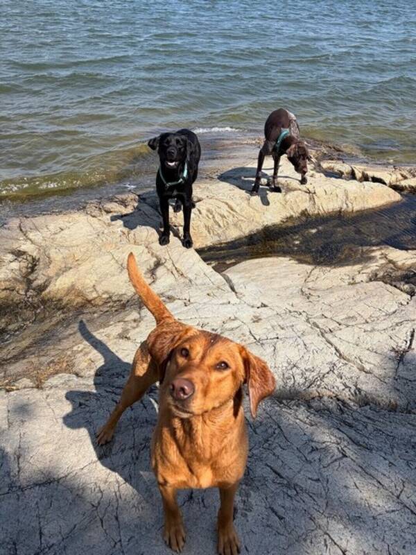 Hund - Polly jaktlabrador 