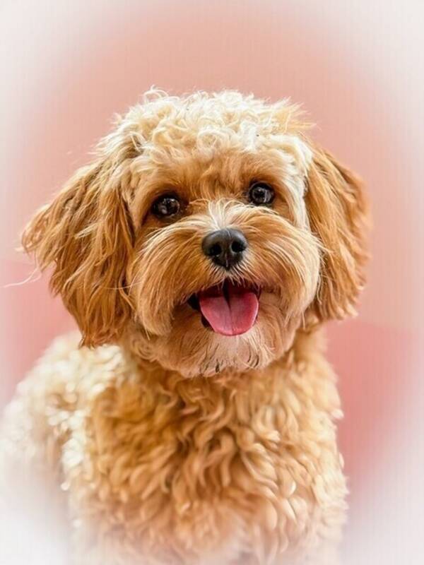 Hund - Cavapoo Håkan