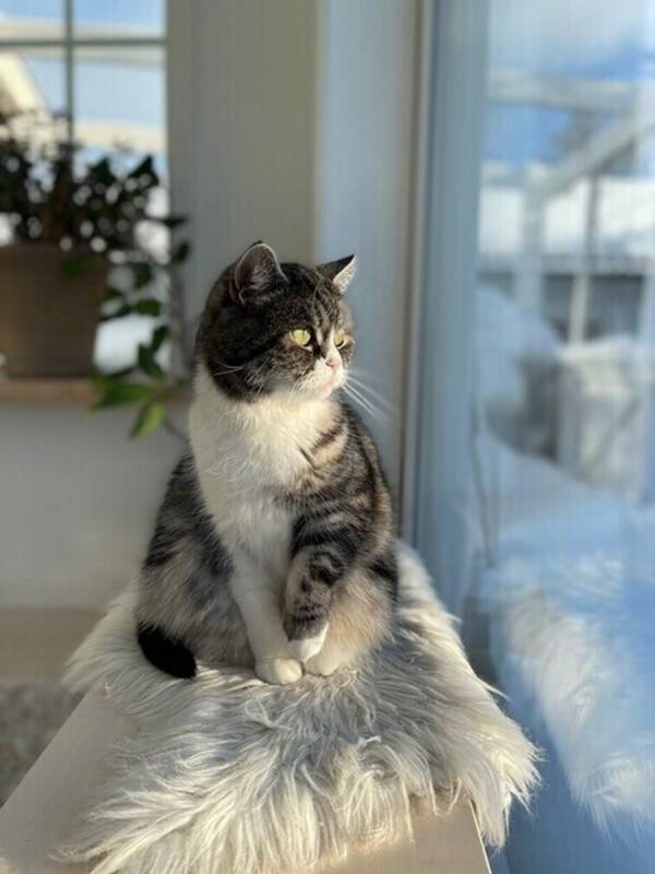 Katt - Katten Rut