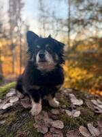 Chihuahuablandisen Joey