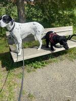 Pointer