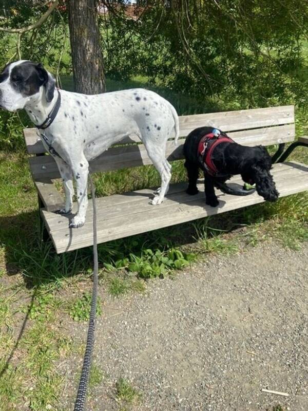 Hund - Pointer