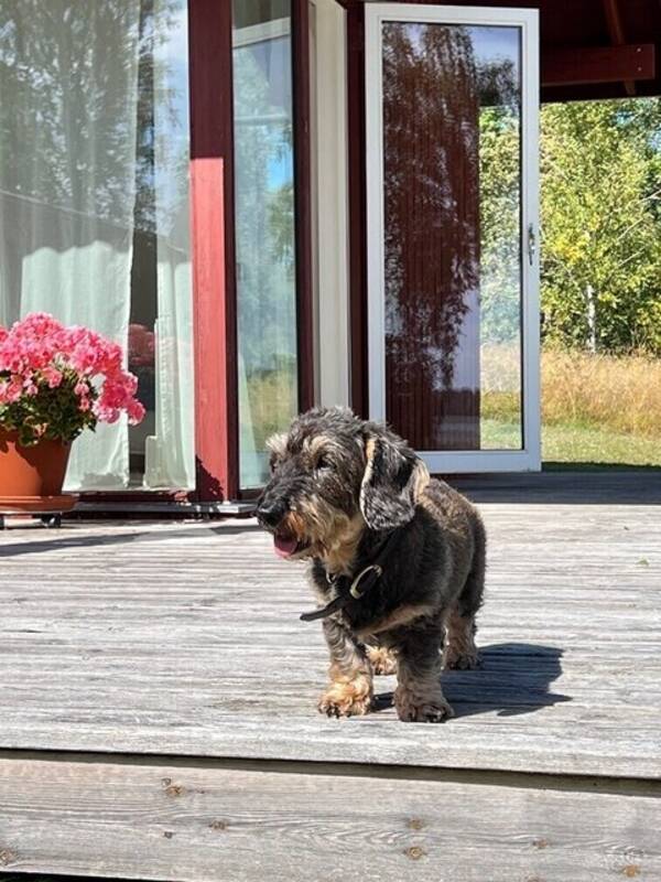 Hund - Ebba