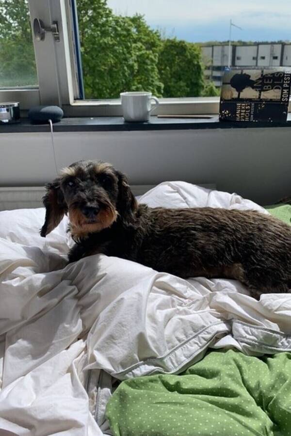 Hund - Ebba