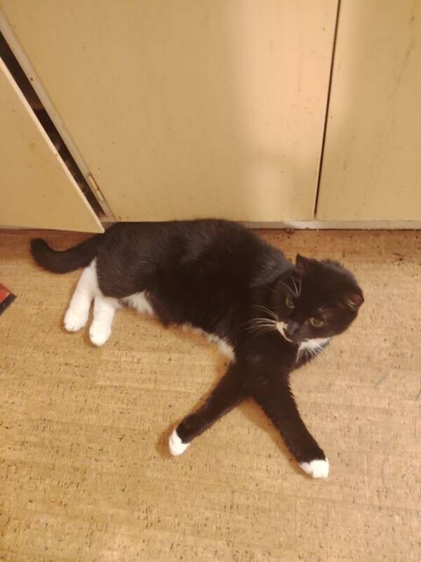 Katt - Min älsklings katt Zorro. 