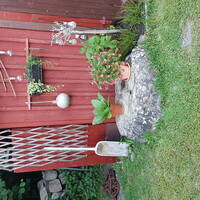 Sommarstuga Sommarstuga