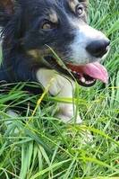 Border collie Flash