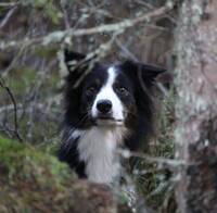Border collie Tom