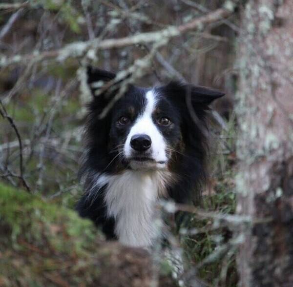 Hund - Border collie Tom