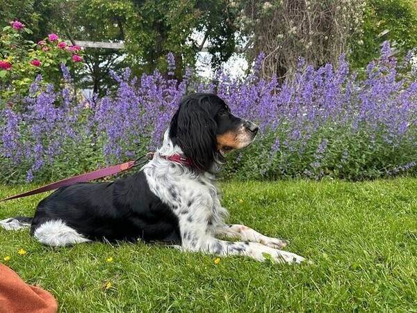 Hund - Ritha Rain