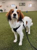 Nederlandse Kooikerhondje
