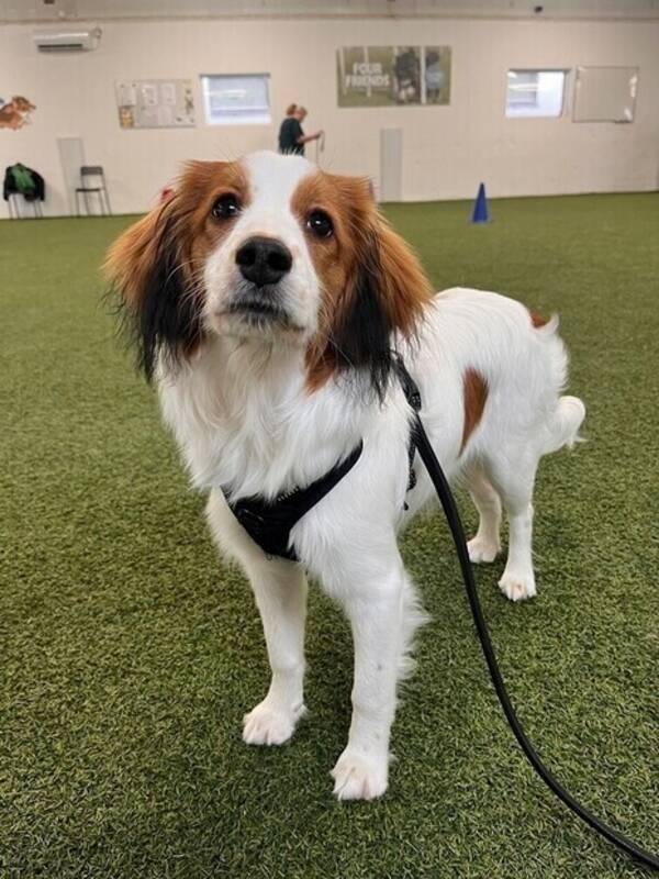 Hund - Nederlandse Kooikerhondje