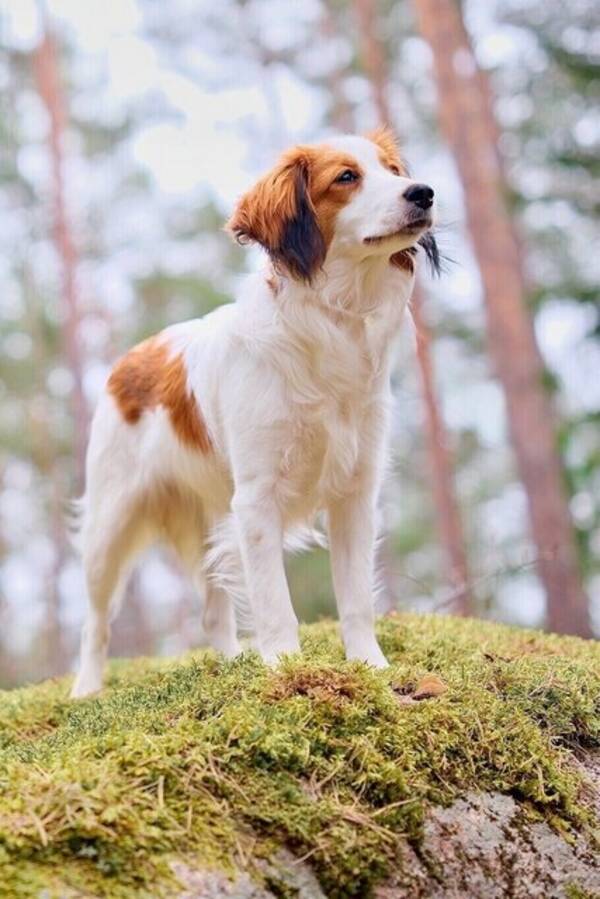 Hund - Nederlandse Kooikerhondje
