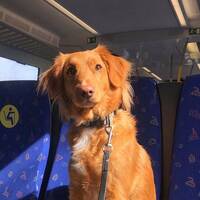 Nova Scotia Duck Tolling Retriever 
