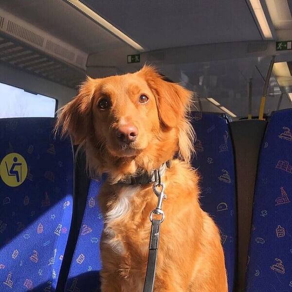 Hund - Nova Scotia Duck Tolling Retriever 