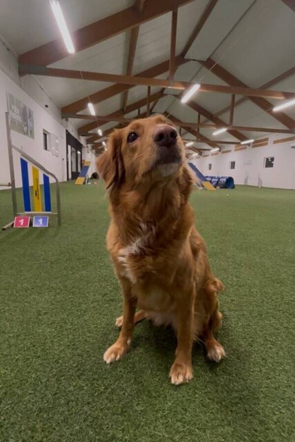 Hund - Nova Scotia Duck Tolling Retriever 