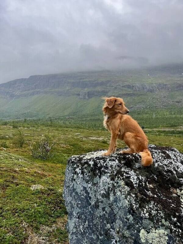 Hund - Nova Scotia Duck Tolling Retriever 