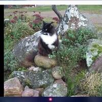 Favorit katt
