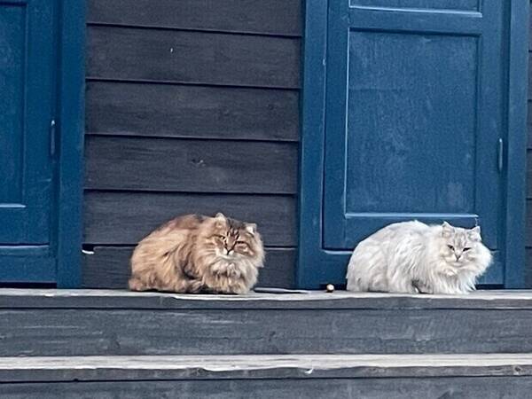 Katt - Två sibiriska katter