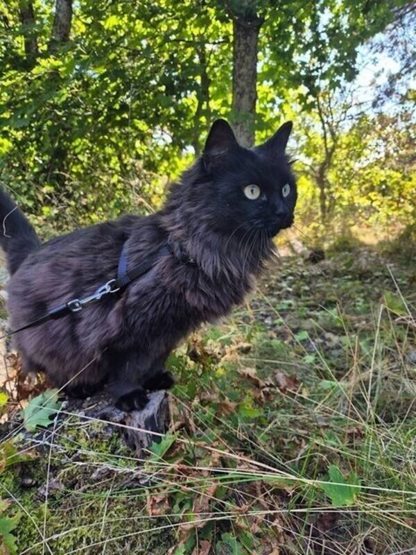 Katt - Norsk skogskatt som heter Dilda