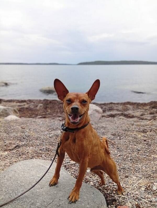 Hund - Dvärgpinscher Scooby