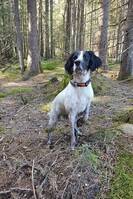 Laika fuglehund