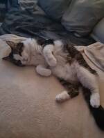 Katt mitt husdjur Katt mitt husdjur