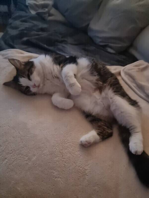 Katt - Katt mitt husdjur