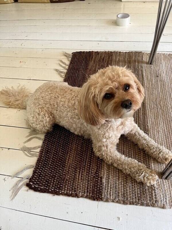 Hund - Theo