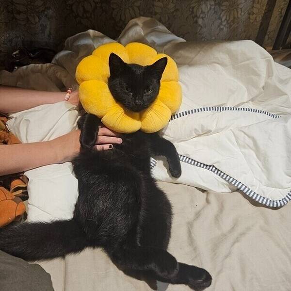 Katt - 