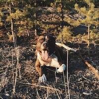 Attila