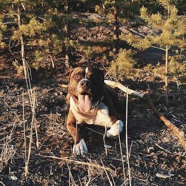 Hund - Attila