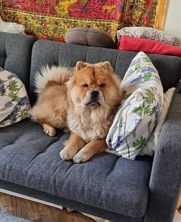 Hund - Baloo