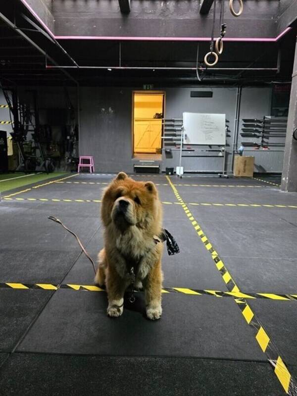Hund - Baloo