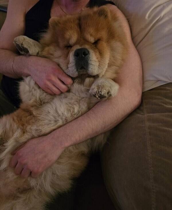 Hund - Baloo