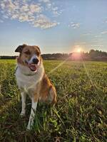 Welsh sheepdog Bowie