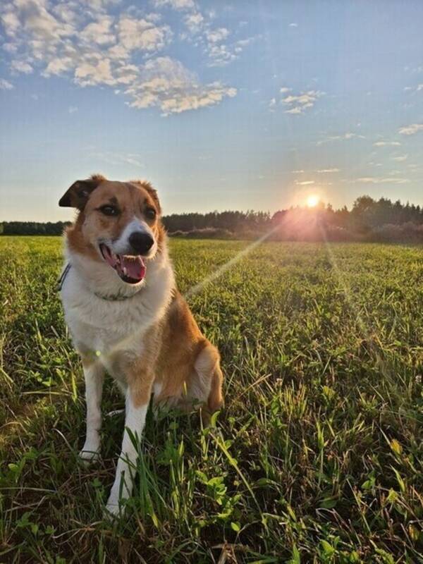Hund - Welsh sheepdog Bowie